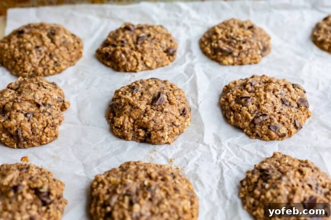 Wholesome Chocolate Chip Delights 18 Freshly baked oatmeal cookies, just removed from the oven and still warm on the baking sheet.