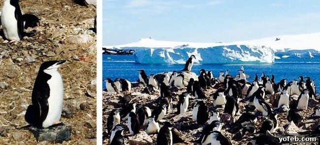 Creamy Vegan Cauliflower Soup 4 penguins in Antarctica.