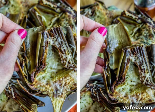 Garlic-Kissed Roasted Artichokes with Zesty Pesto 15 Pulling a leaf from a roasted artichoke
