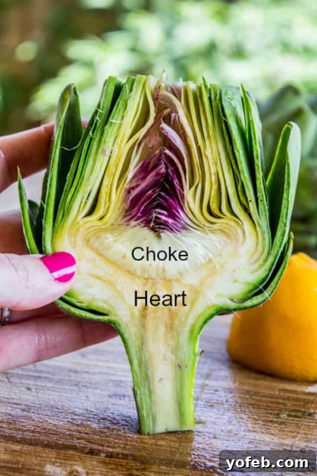 Garlic-Kissed Roasted Artichokes with Zesty Pesto 9 Anatomy of an artichoke with the choke visible