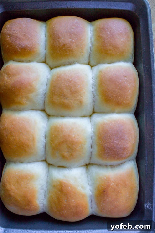 Aunt Shirley's Signature Dinner Rolls 16 A tray of one dozen golden-brown dinner rolls, freshly baked and still hot from the oven, before buttering.