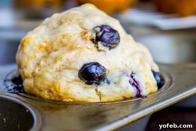 Homemade Pancake Muffins 8 A freshly baked blueberry muffin cooling in its tin, perfectly golden and risen.