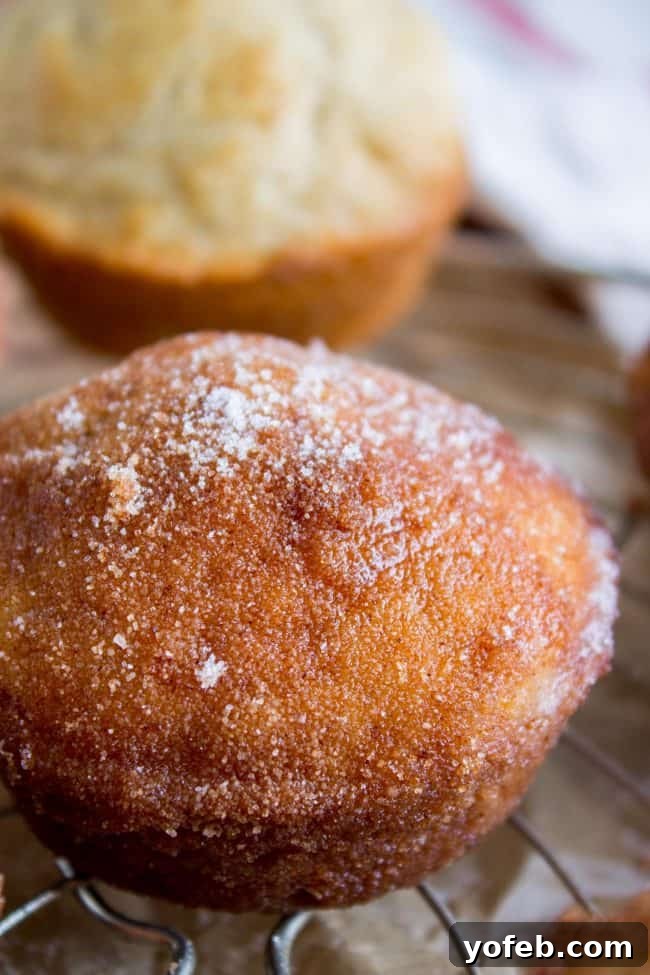 Sugared Cinnamon Morning Muffins 2 Classic cinnamon sugar muffins ready to be enjoyed, showcasing their buttery, sweet coating. This iconic breakfast treat is perfect for any morning.