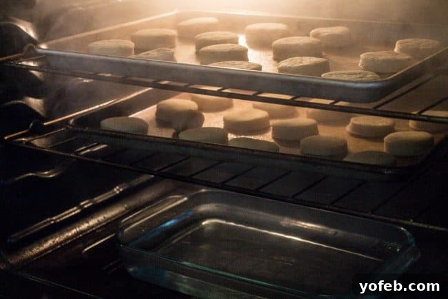 Witness the perfect second rise of Nutella Filled Donuts, expanding significantly in a steamy oven to achieve ultimate softness before frying. Donuts rising beautifully in a warm oven, with visible steam from the boiling water below, creating an ideal environment for maximum fluffiness.