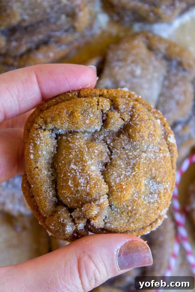 Perfectly Soft and Chewy Molasses Cookies from The Food Charlatan. Soft and Chewy Ginger Molasses Cookies are one of those treats I could probably eat every day for the rest of my life and never get tired of it. They are just SO perfectly spicy, chewy, soft and flavorful. It's basically a Christmas cookie dream come true! #soft #easy #chewy #molasses #cookie #Christmas #crinkle #best #recipe #dark #grandmas #gingerbread #shortening #cookieswap hand holding a sugar-rolled molasses cookie.