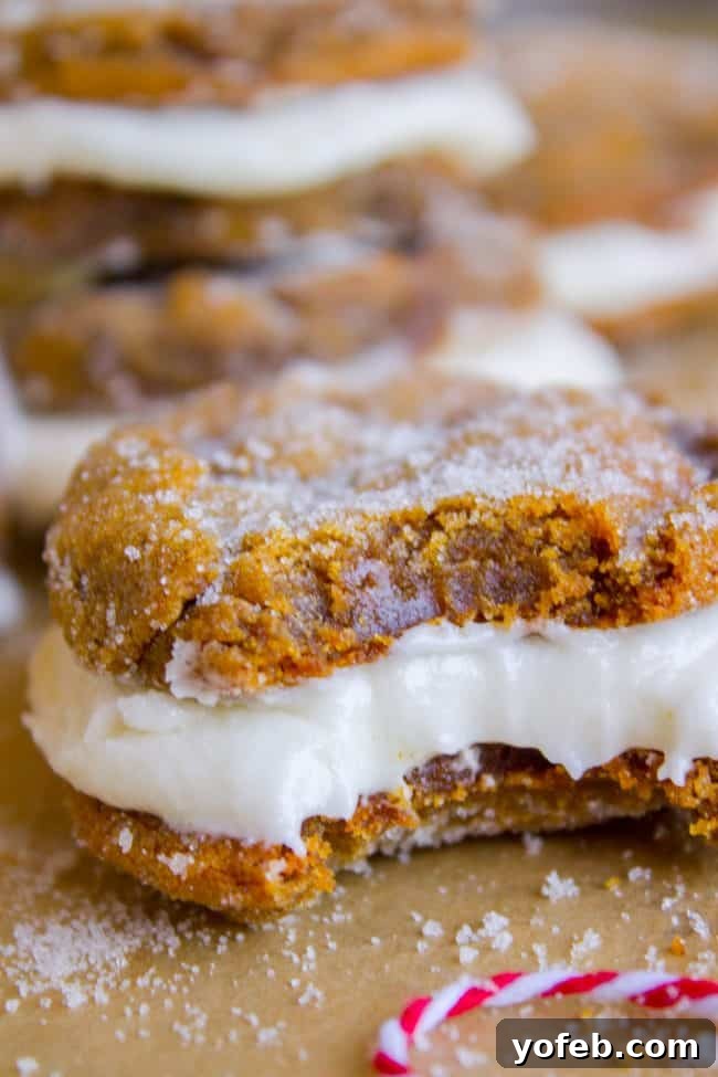 Warm Ginger Molasses Sandwich Cookies with Fluffy Buttercream 4 A bitten ginger molasses cookie reveals its soft interior and chewy texture, coated with sparkling sugar.