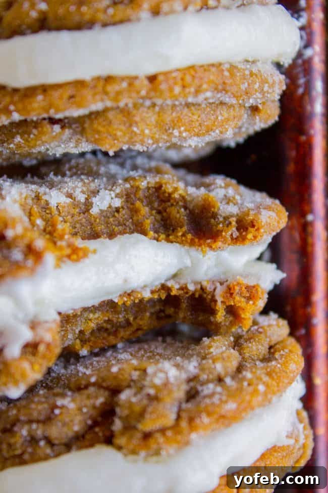 Warm Ginger Molasses Sandwich Cookies with Fluffy Buttercream 8 A pair of beautifully assembled ginger molasses sandwich cookies, showing the delightful thickness of the vanilla buttercream filling.