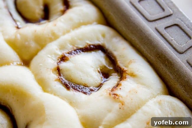 Homemade cinnamon rolls gently rising in a baking pan, showing their potential for fluffiness before baking.