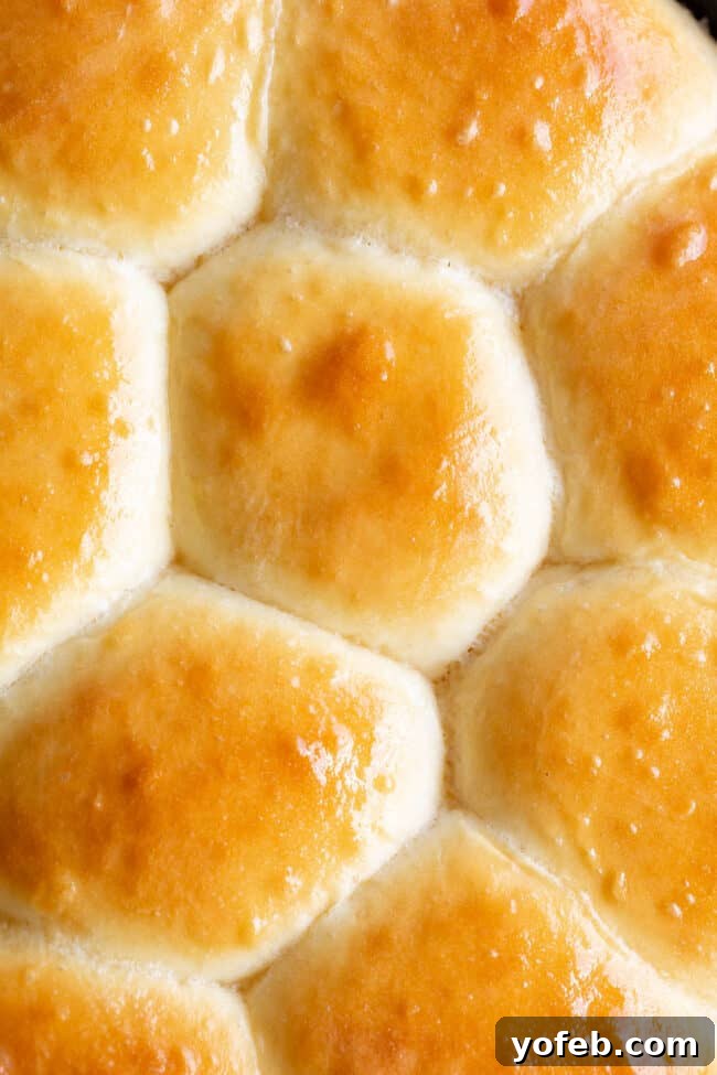 Easy Fluffy One Hour Dinner Rolls from The Food Charlatan. Super easy, fluffy dinner rolls done in ONE hour! And no instant yeast necessary, regular active dry yeast is what I use. These rolls are soft and pillowy and full of buttery flavor! This is my favorite recipe to make for dinner on a weeknight because it is so easy to put together! #rolls #dinnerrolls #easy #recipe #onehour #fromscratch #homemade #quick #1hour #soft #butter #fast #smallbatch #fluffy #yeast #howtomake #stepbystep #simple A delectable close-up of golden-brown, buttery homemade rolls, highlighting their soft texture and inviting warmth.