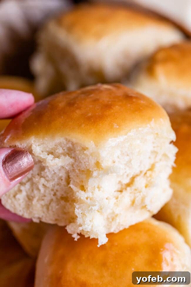 Easy Fluffy One Hour Dinner Rolls from The Food Charlatan. Super easy, fluffy dinner rolls done in ONE hour! And no instant yeast necessary, regular active dry yeast is what I use. These rolls are soft and pillowy and full of buttery flavor! This is my favorite recipe to make for dinner on a weeknight because it is so easy to put together! #rolls #dinnerrolls #easy #recipe #onehour #fromscratch #homemade #quick #1hour #soft #butter #fast #smallbatch #fluffy #yeast #howtomake #stepby_step #simple A hand gently holding a single fluffy homemade dinner roll, with more soft rolls blurred in the background, inviting a bite.