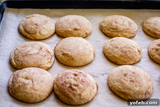 Freshly baked Snickerdoodle cookies just out of the oven, still puffy and warm on the baking sheet.