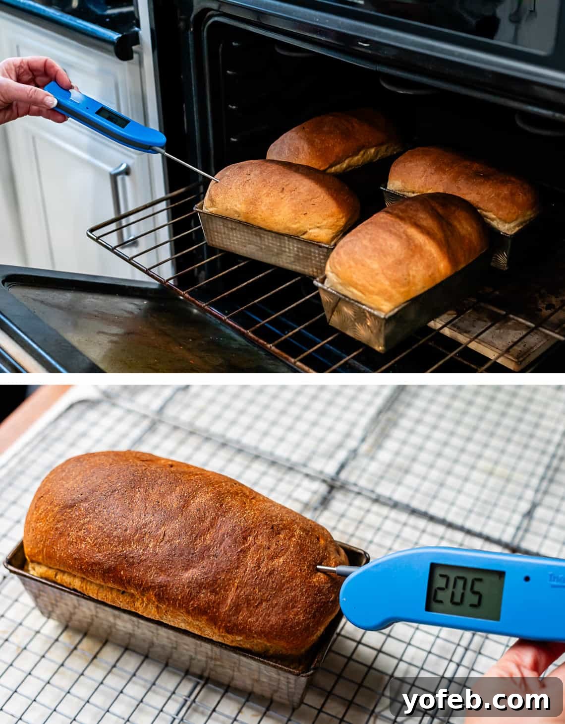Grandma Prudy's Heirloom Rye Loaf 28 An instant thermometer checking the internal temperature of four rye loaves baking in the oven, showing a reading of 205°F.