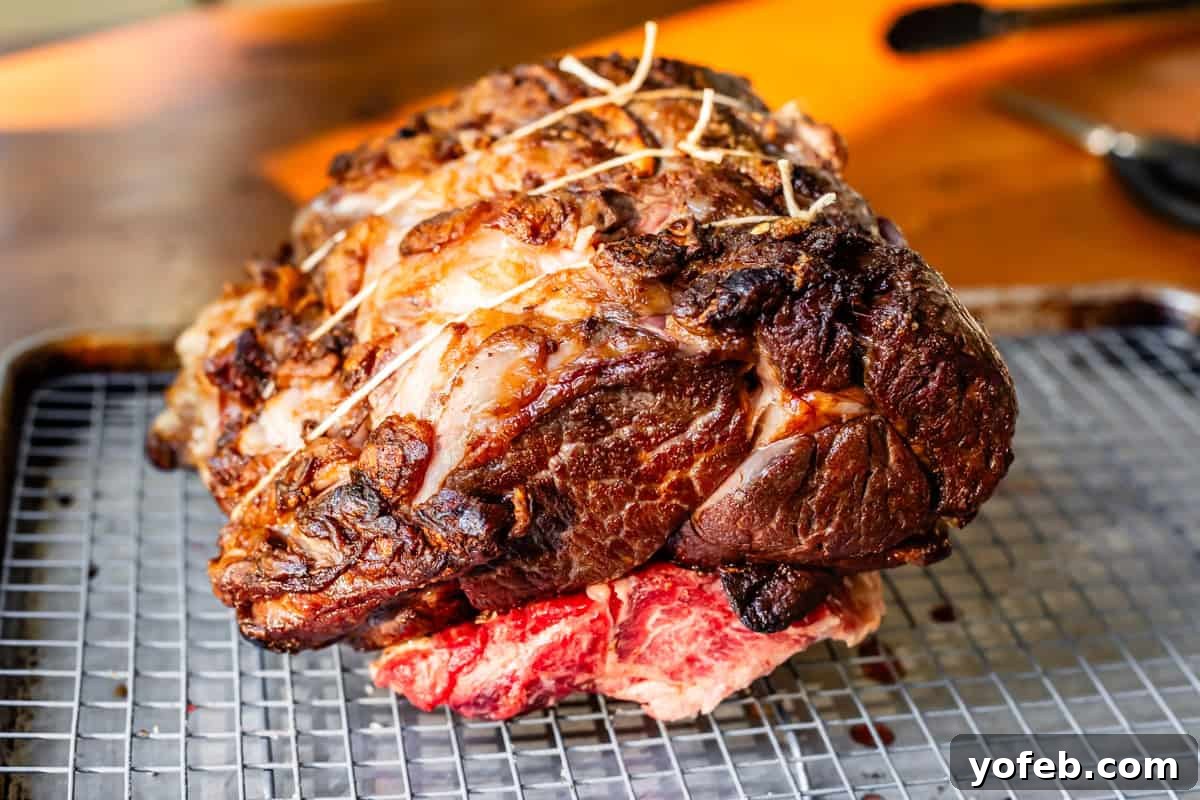 Wow Your Guests With This Perfect Prime Rib 21 A beautifully seared prime rib, meticulously tied with kitchen twine, rests on top of its bones, which are arranged on a cooling rack within a roasting pan.