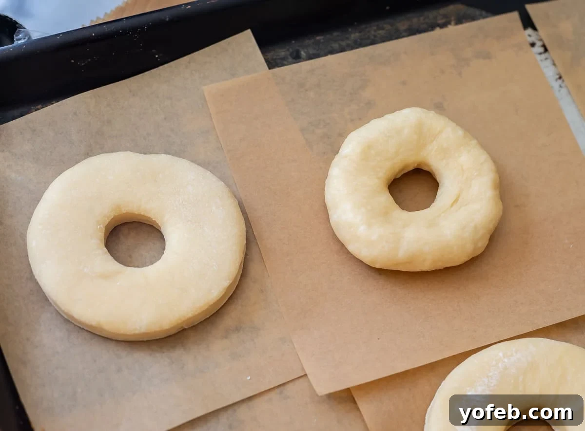 Doughnut Delights from Scratch 23 A comparison of two unbaked donuts: on the left, a flatter donut made with a donut cutter; on the right, a fluffier, hand-shaped donut.