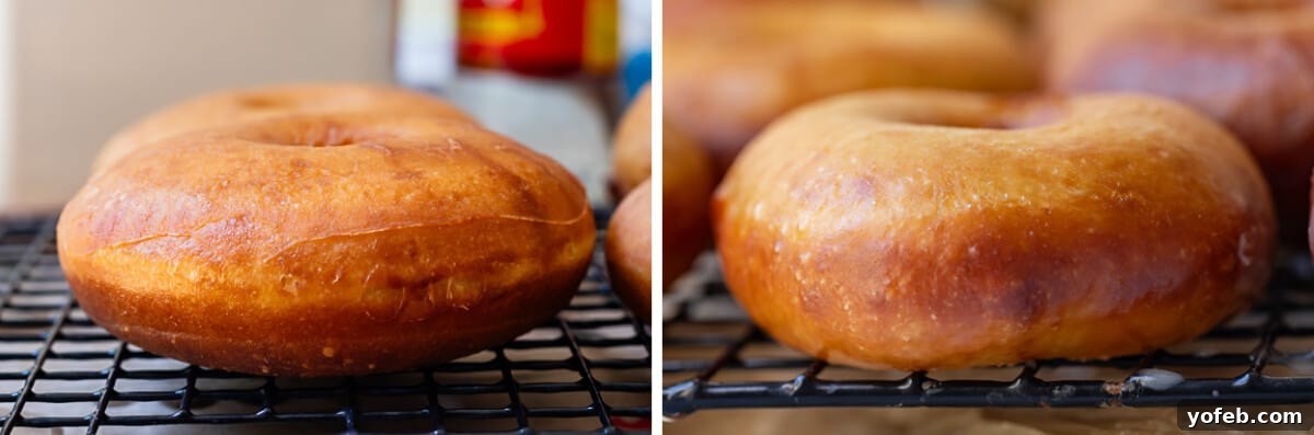 Doughnut Delights from Scratch 24 A comparison of two cooked donuts: on the left, a flatter donut cut with a donut cutter, exhibiting a downward slope; on the right, a fluffier, hand-shaped donut.