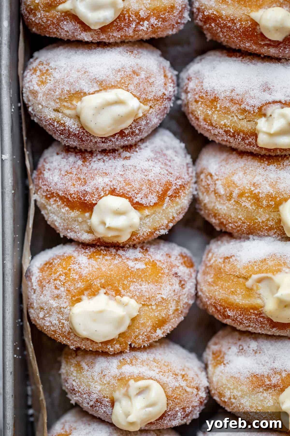 Decadent Bavarian Cream Donuts 26 sugar rolled homemade Bavarian cream donuts on parchment paper on a tray.