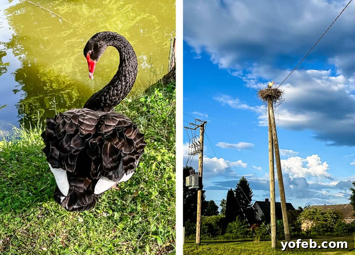Unlock the Charm of the Baltics 20 A graceful black swan on water and a stork perched on a power line, showcasing wildlife in the Baltics.