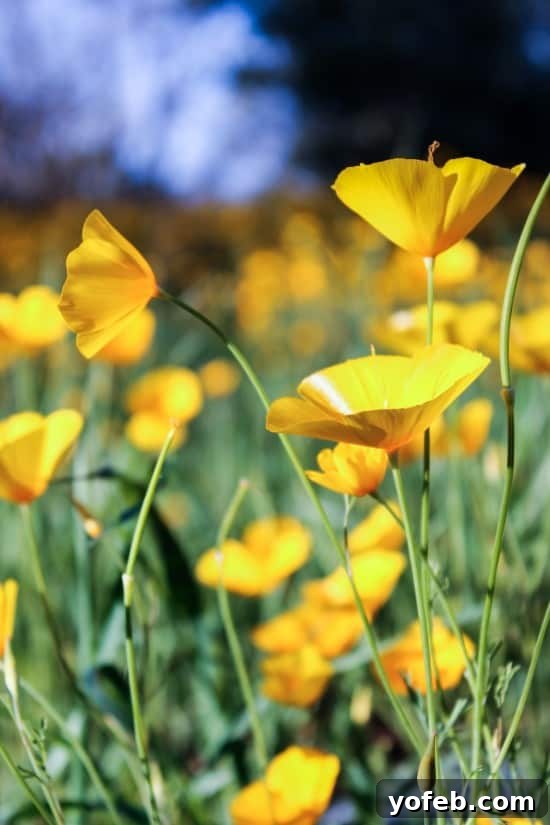 Crisp Asparagus and Tomato Medley 3 A lovely photo of yellow poppies blooming in a sunlit field, showcasing the beauty of nature.