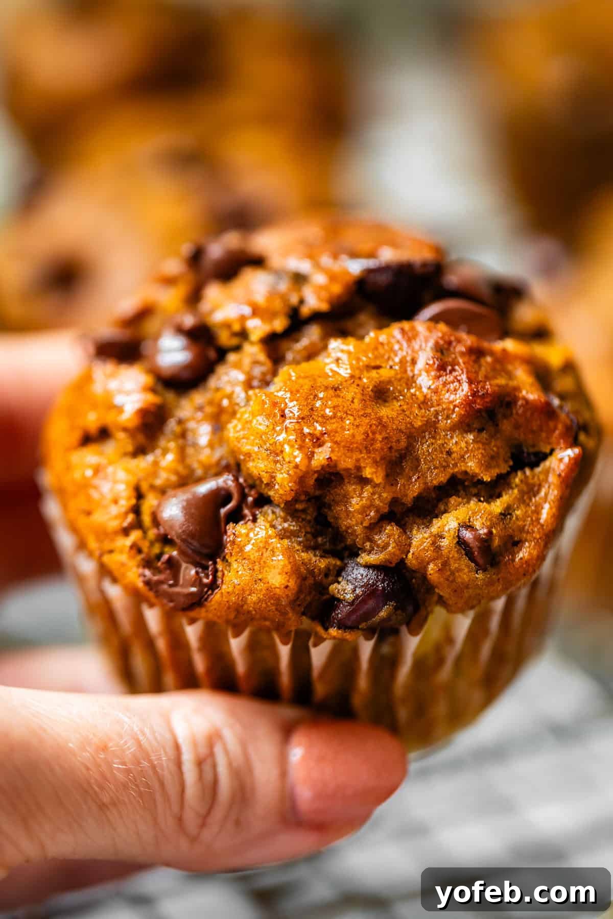 Warm Spiced Pumpkin Chocolate Chip Muffins 16 A hand holding a pumpkin chocolate chip muffin, still in its paper liner.