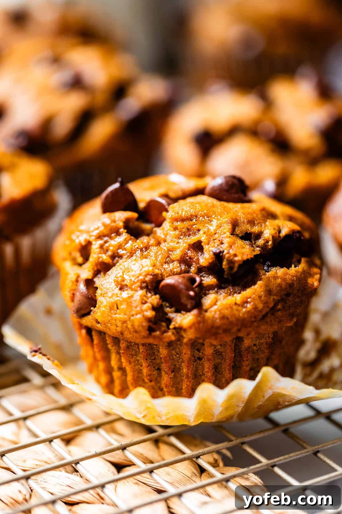 Warm Spiced Pumpkin Chocolate Chip Muffins 17 A pumpkin chocolate chip muffin with its paper liner partially pulled down, revealing its perfectly baked sides.