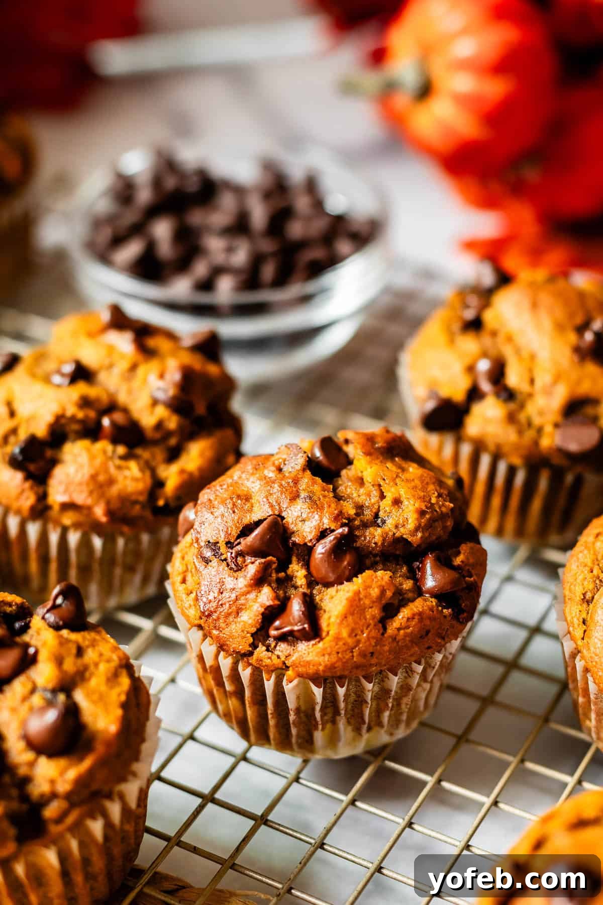Warm Spiced Pumpkin Chocolate Chip Muffins 18 Several pumpkin chocolate chip muffins, still in their paper liners, resting on a wire cooling rack.
