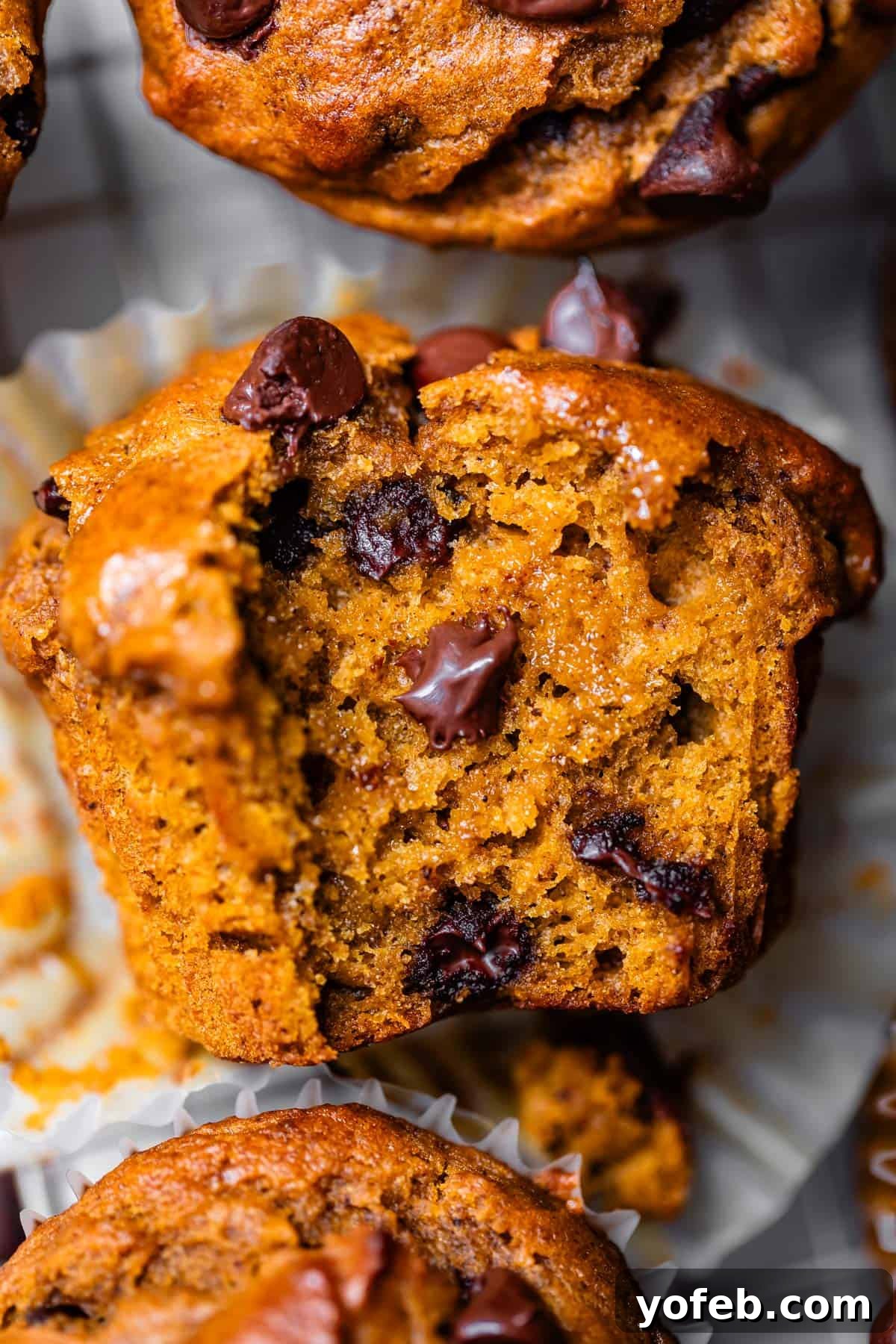 Warm Spiced Pumpkin Chocolate Chip Muffins 4 A delicious pumpkin chocolate chip muffin lying on its side, with a bite taken out to reveal its soft, chocolatey interior.