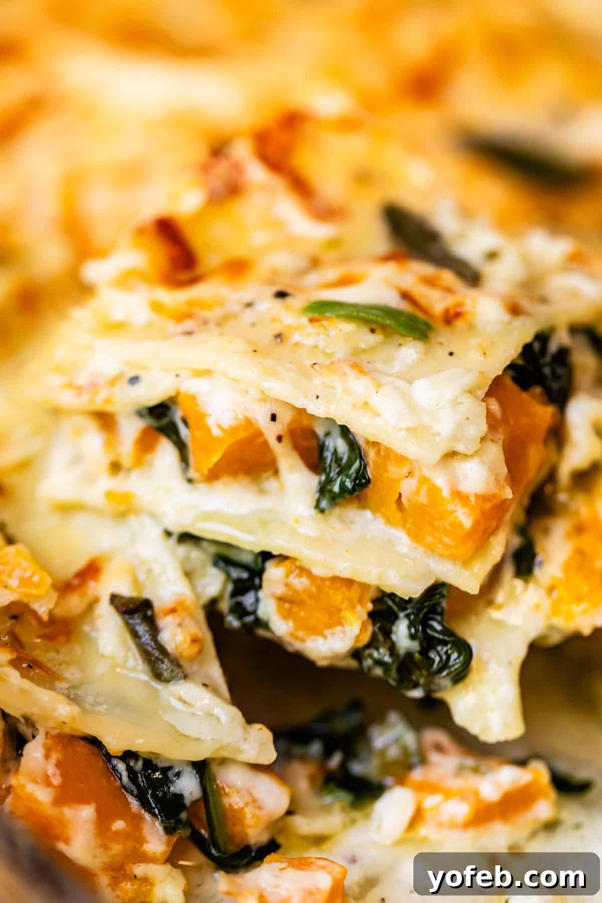 Creamy Golden Butternut Lasagna 3 A close-up of a slice of vegetarian lasagna, showing visible layers of pasta, creamy cheese sauce, spinach, and chunks of roasted butternut squash.