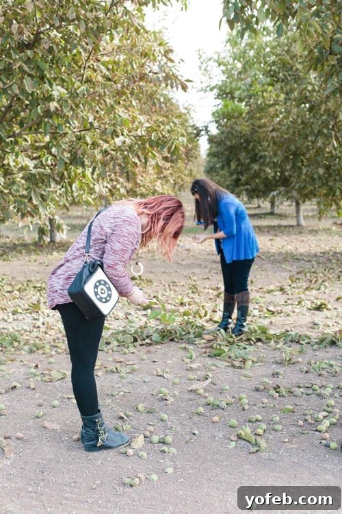 Zesty Cranberry Orange Walnut Loaf 6 Blogger on a walnut farm tour, observing the harvest