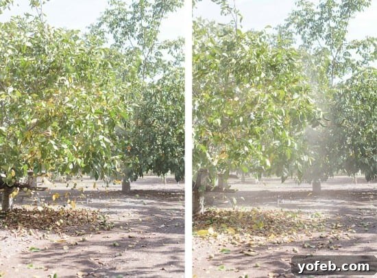 Zesty Cranberry Orange Walnut Loaf 8 Tree shaker machine harvesting walnuts in a California orchard