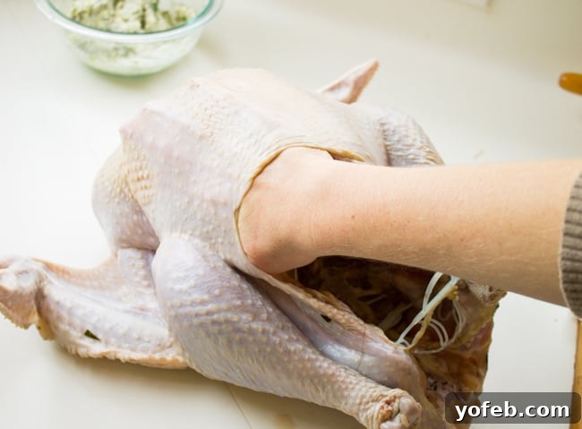 Herbal Roasted Turkey Delights 12 Hands carefully working to stuff a generous amount of herb butter under the skin of a whole raw turkey.