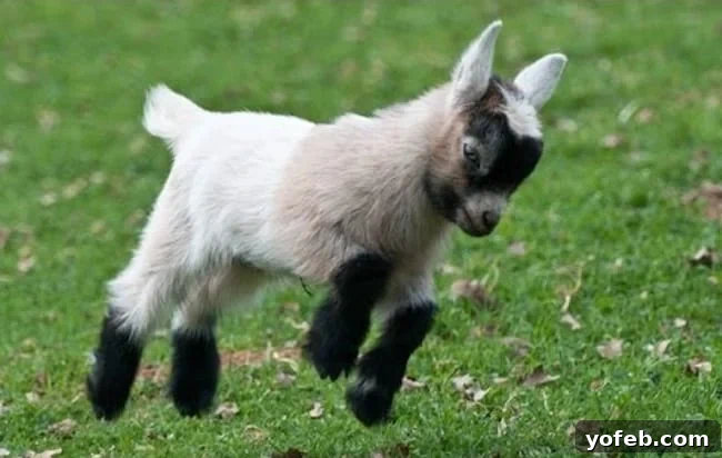 Pillowy Easter Bunny Dinner Rolls 3 A playful baby goat with tiny horns and floppy ears, expertly frolicking in a field.