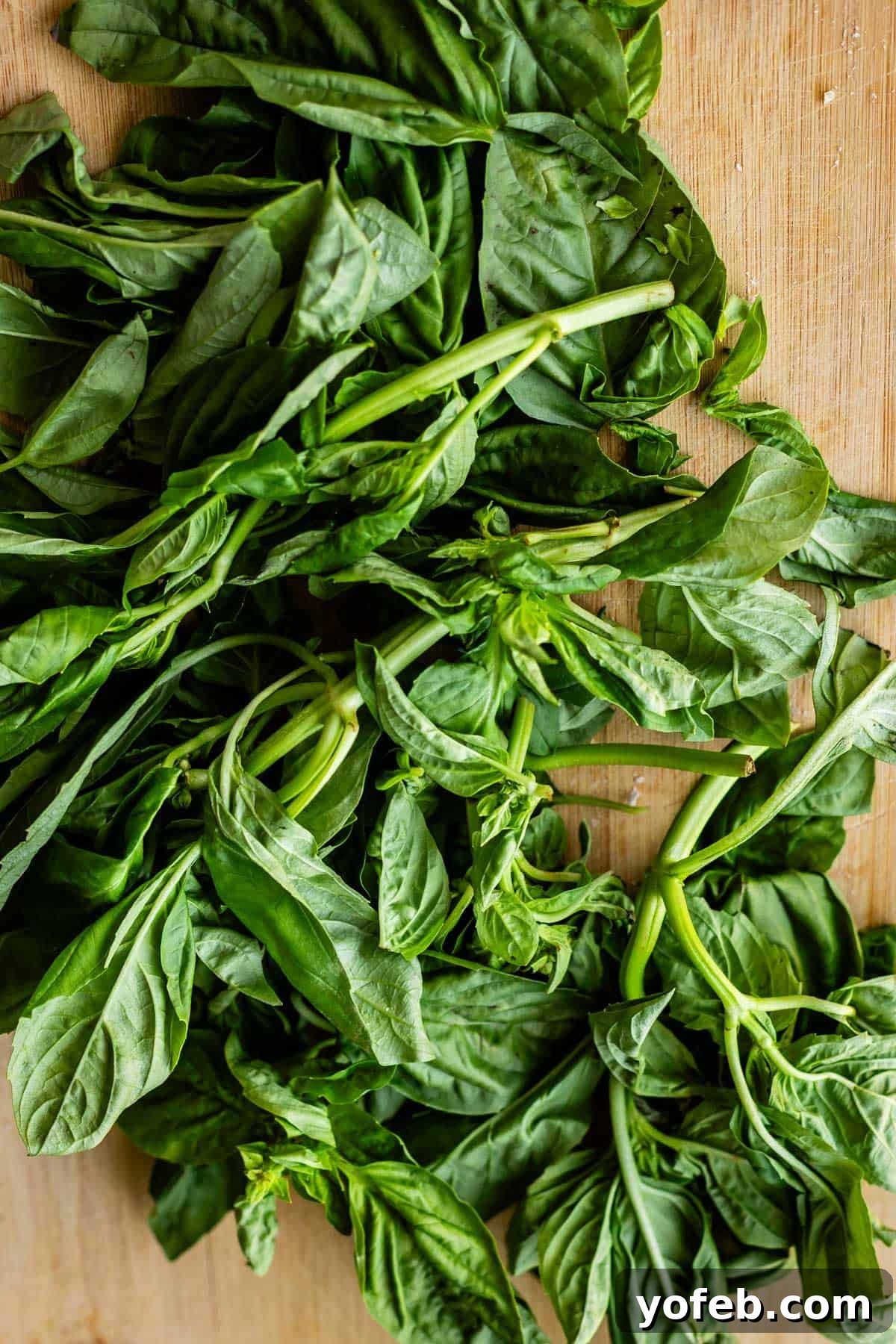 Vibrant Basil Pesto 14 Several fresh basil stems with green leaves are spread out on a wooden surface, displaying their vibrant color and leafy texture.